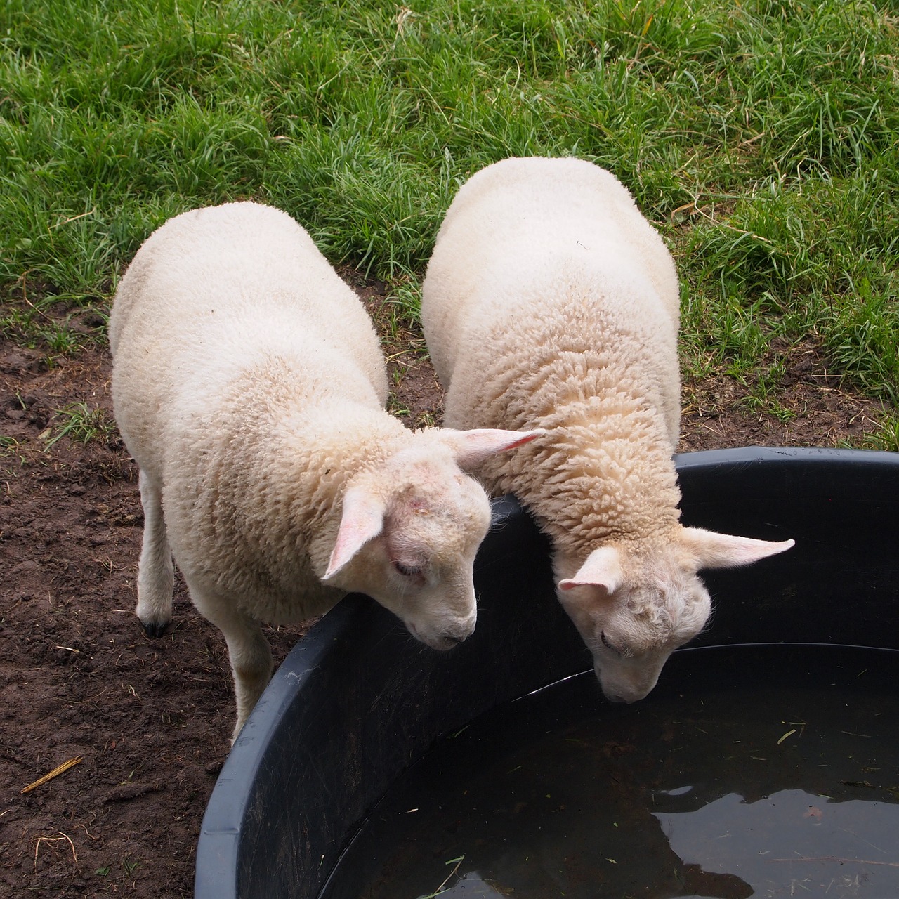 lambs drinking drink bench free photo