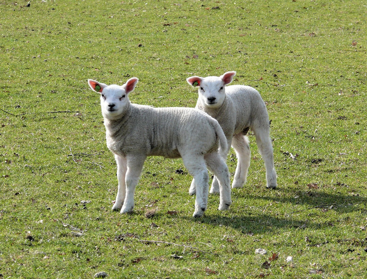 lambs spring animals free photo