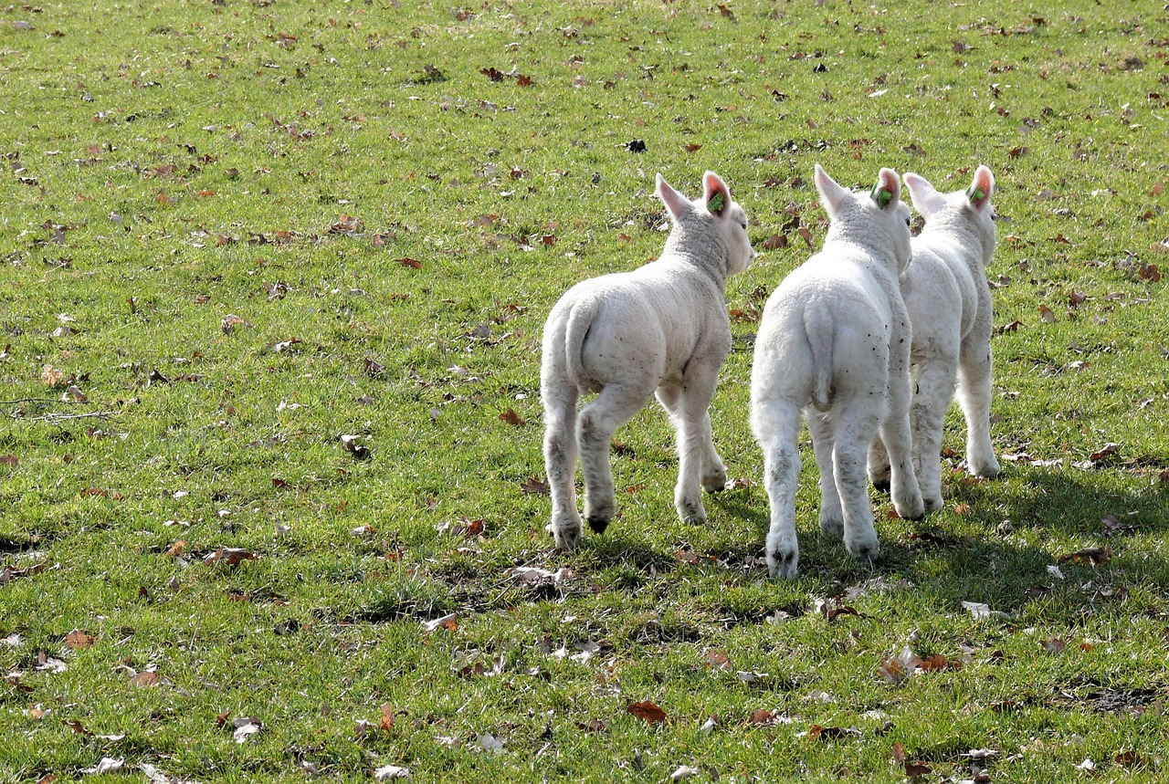 lambs spring animals free photo