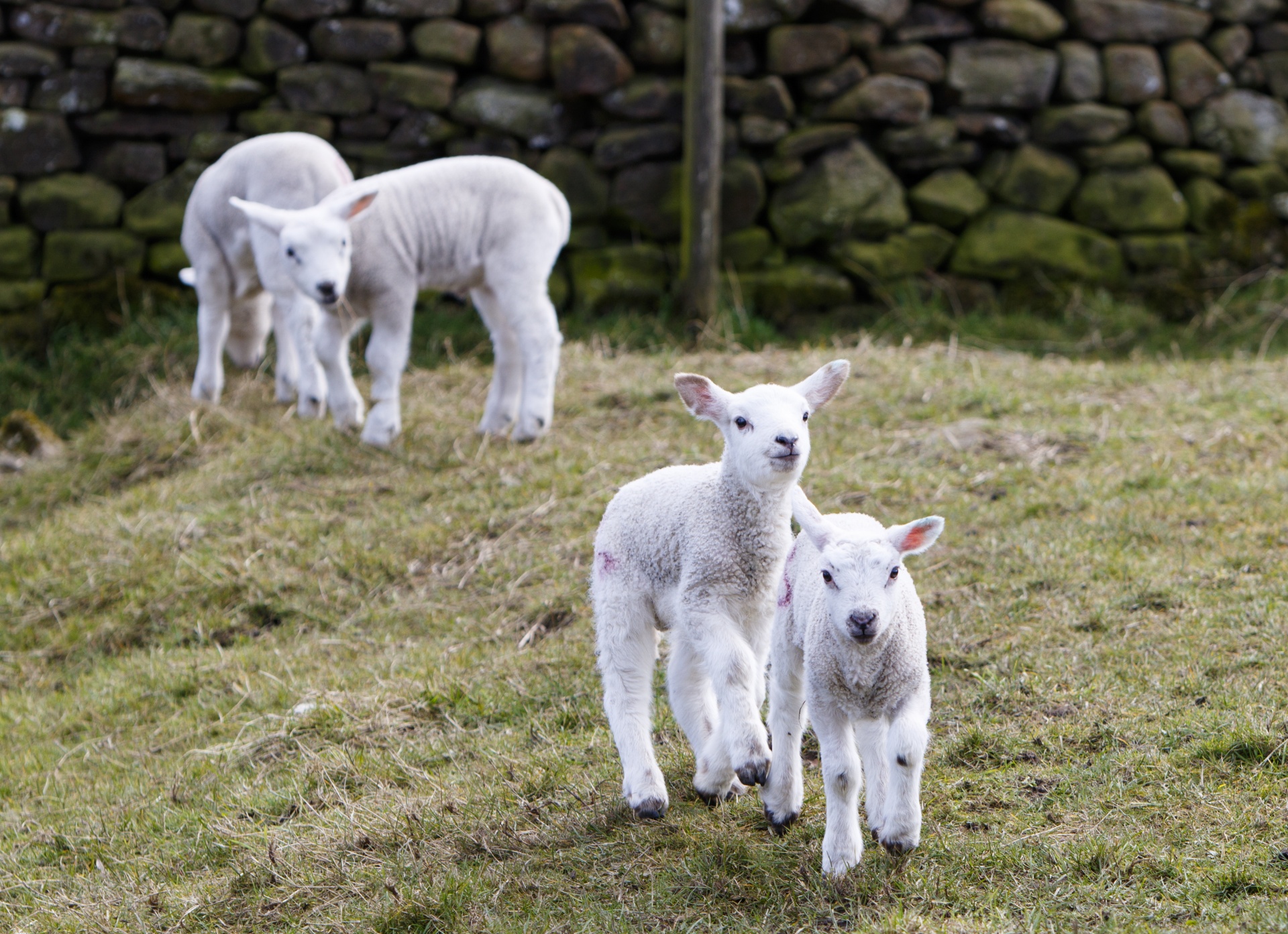 lamb lambs playful free photo