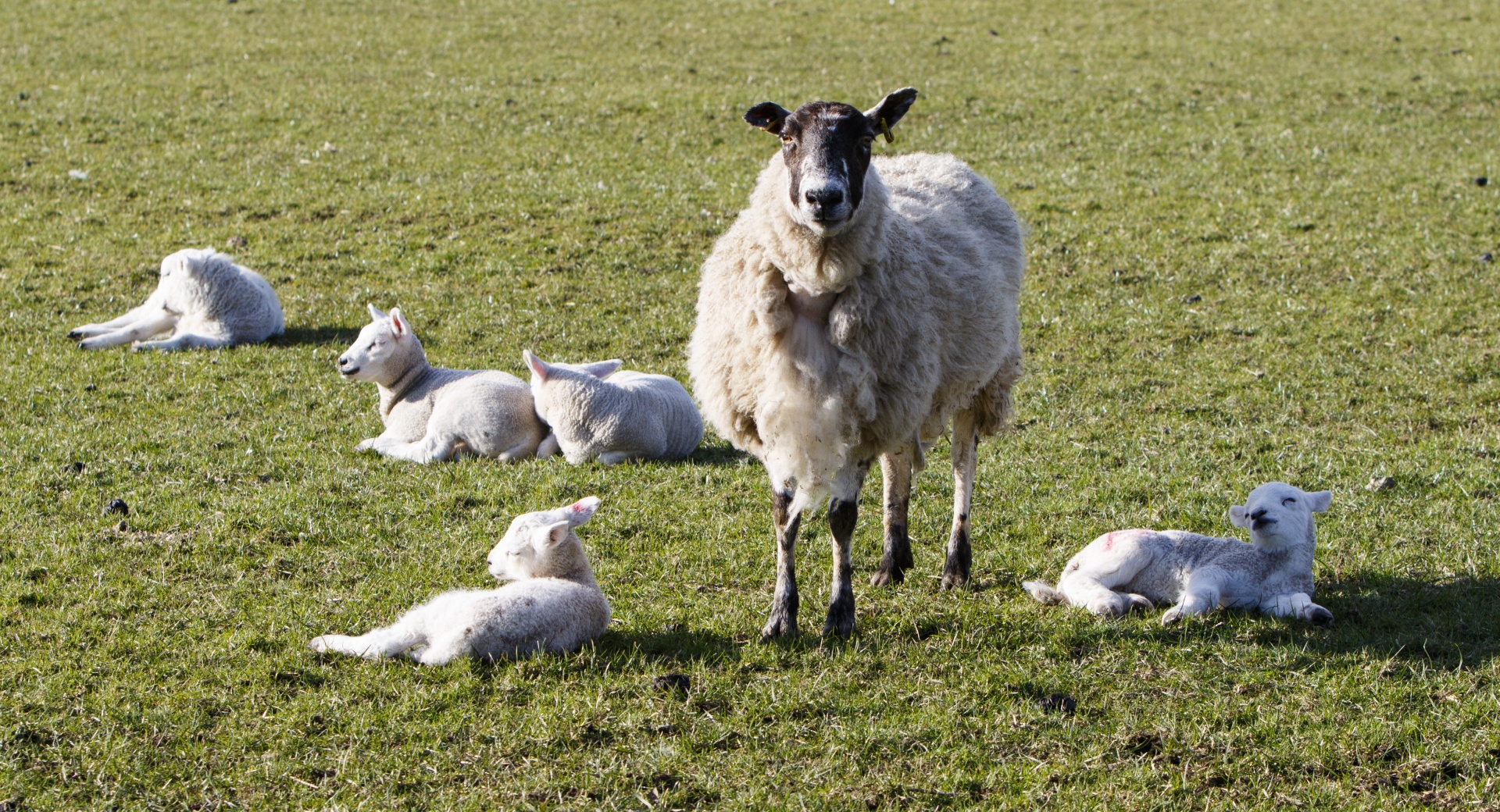 sheep lamb lambs free photo
