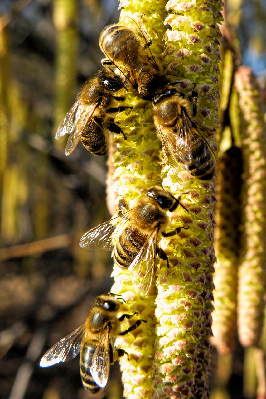 lambs tails bees insect free photo