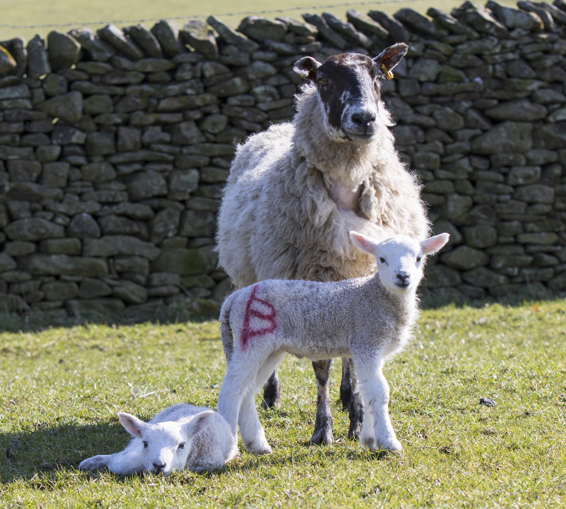 lamb lambs young free photo