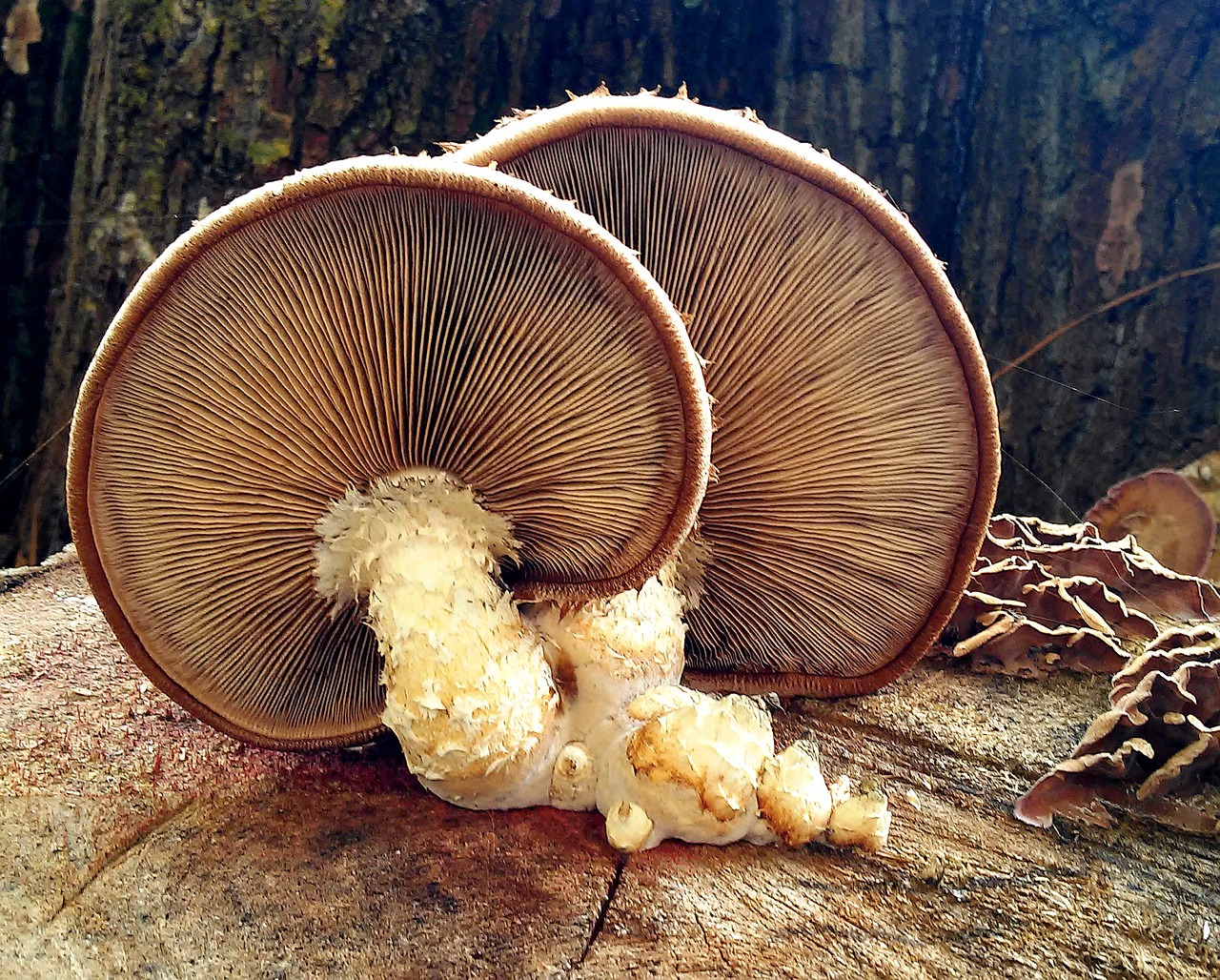 lamellar mushrooms mushrooms lamellar free photo