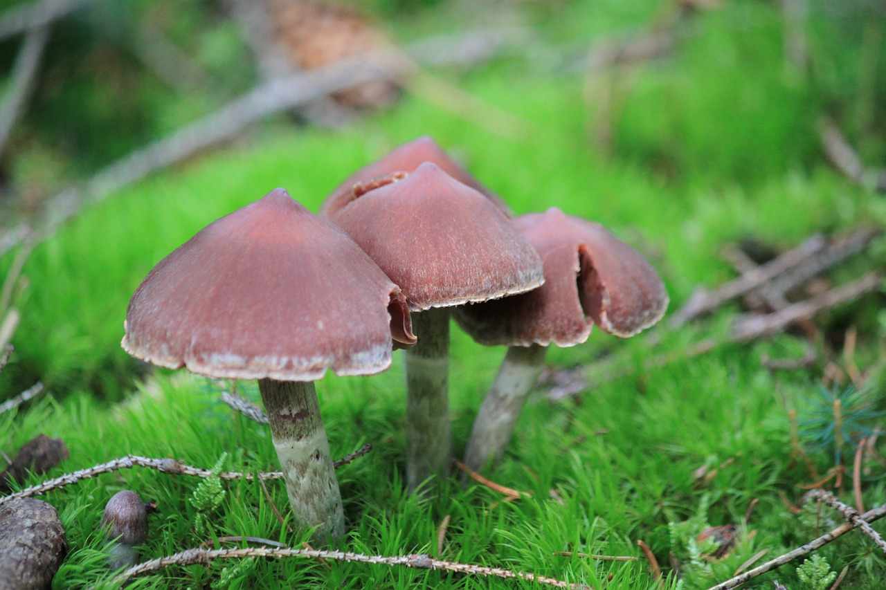 lamellar mushrooms mushrooms forest free photo