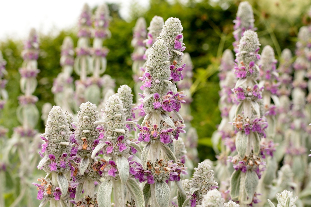 lamiaceae blossom bloom free photo