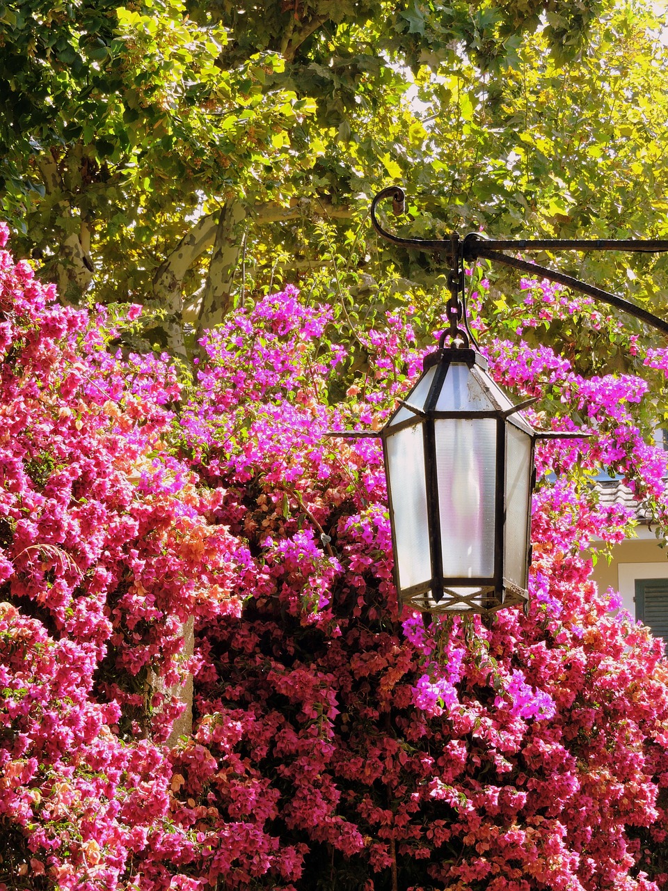 lamp flowers green free photo