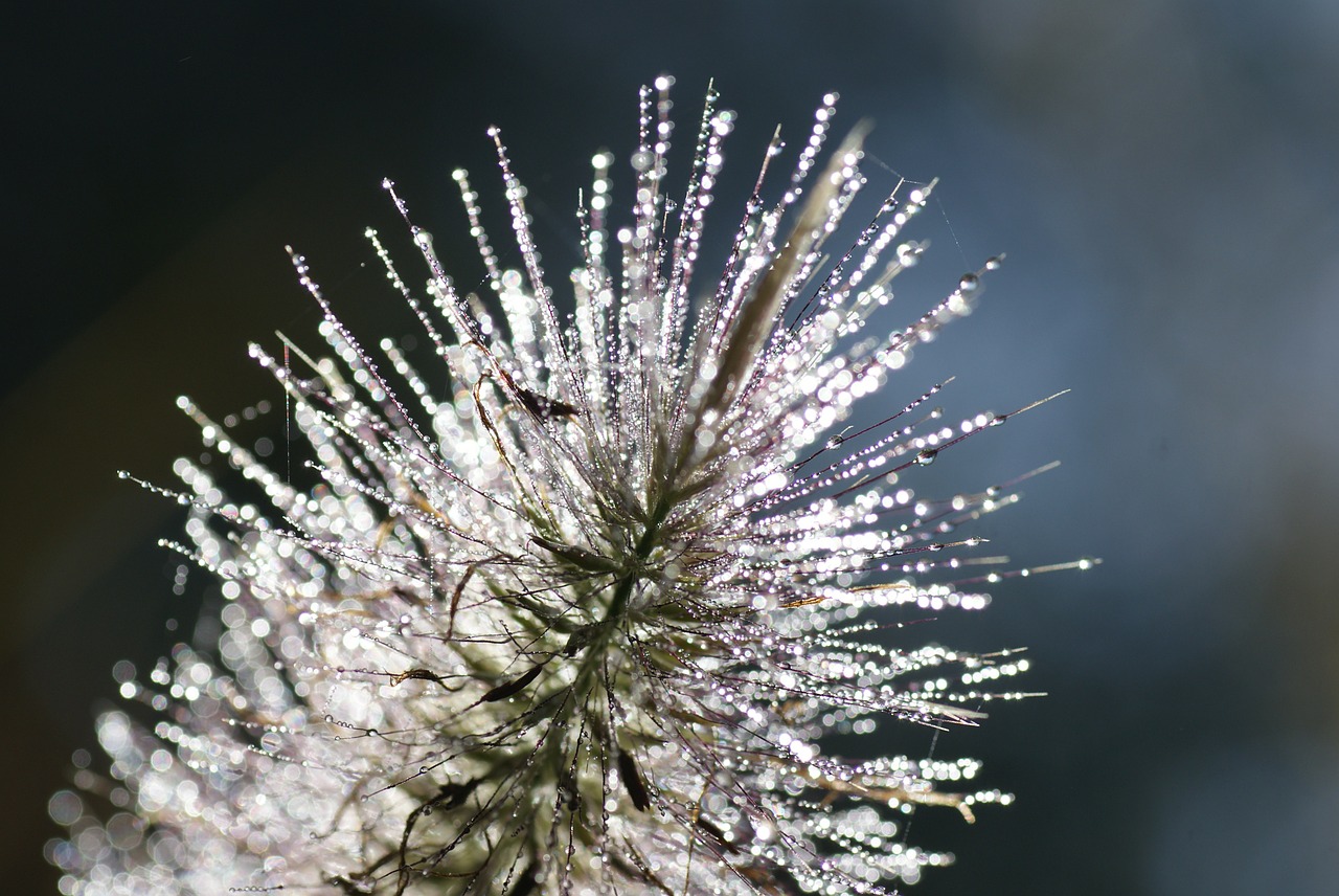 lamp cleaning er grass pennisetum alopecuroides bamboo grassedit this page free photo