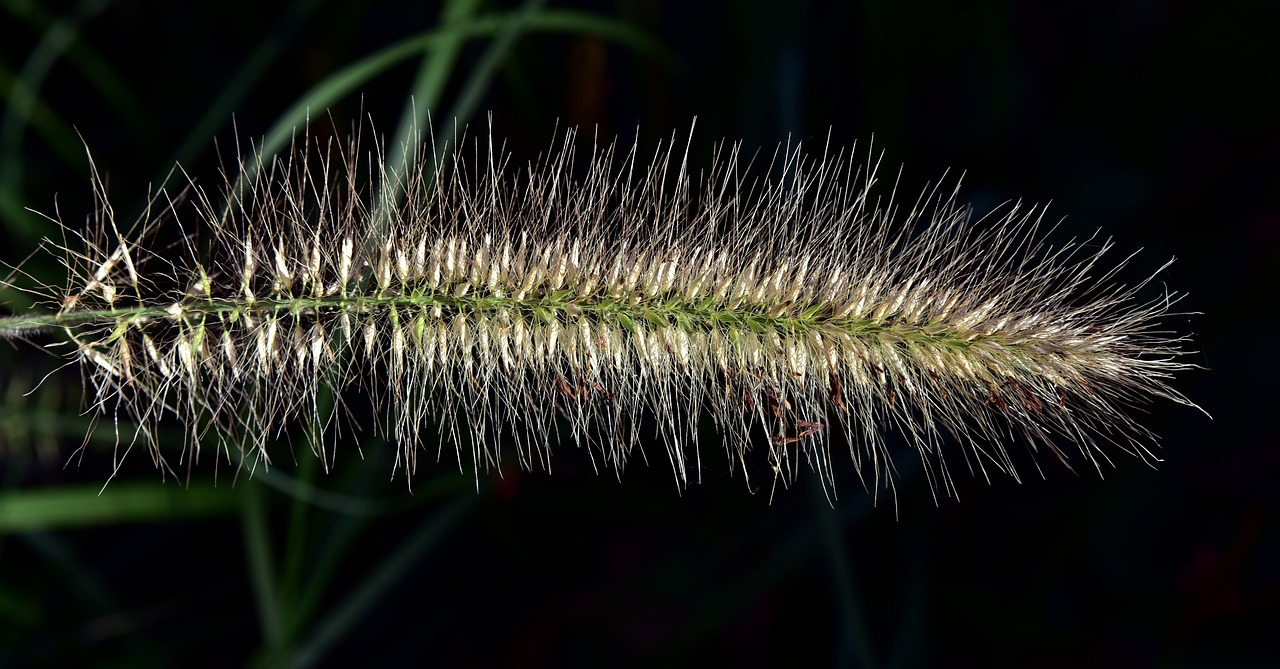 lampenpuzergras  pipecleaner  grass free photo