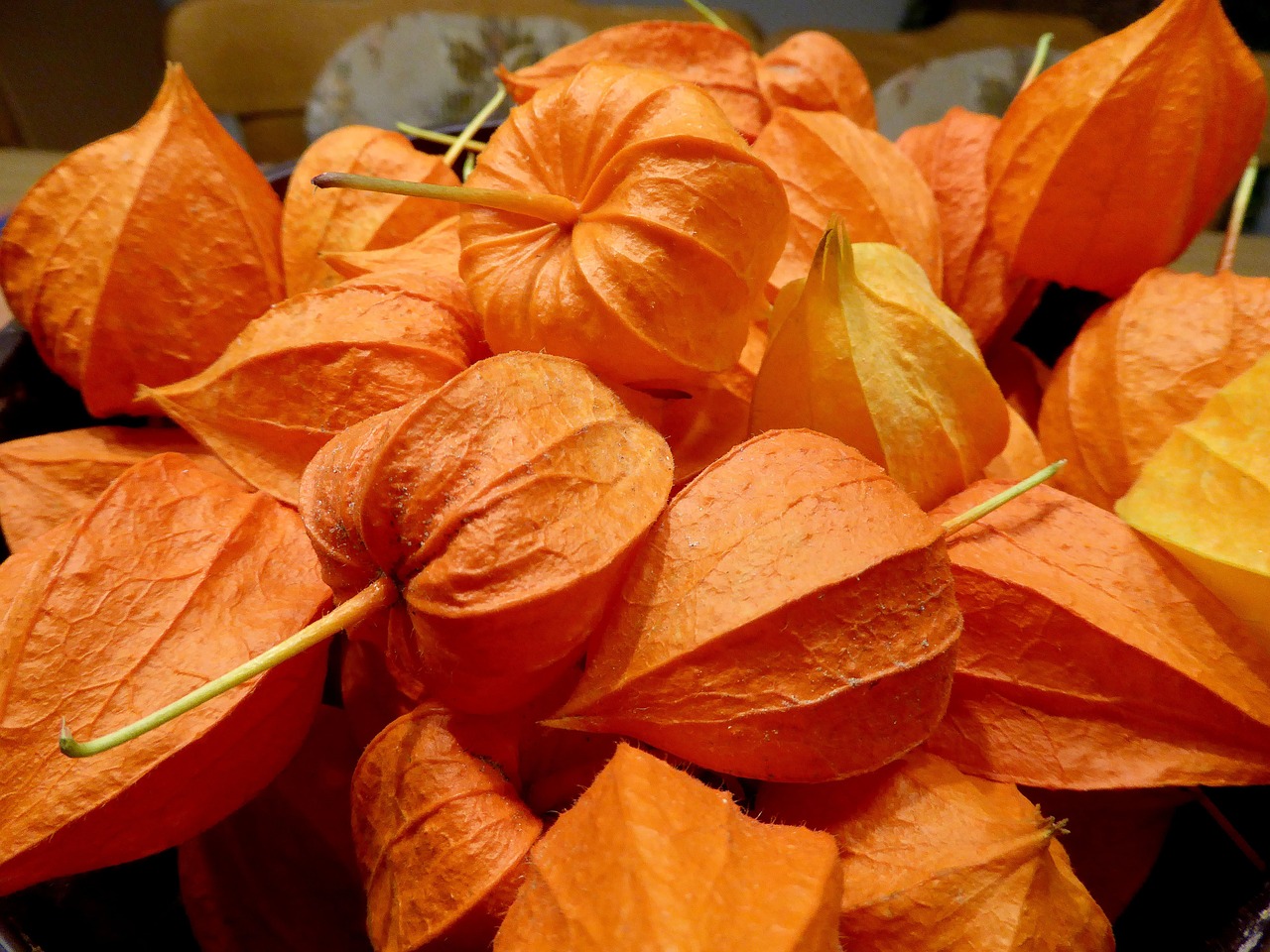 lampignonblume orange flower free photo