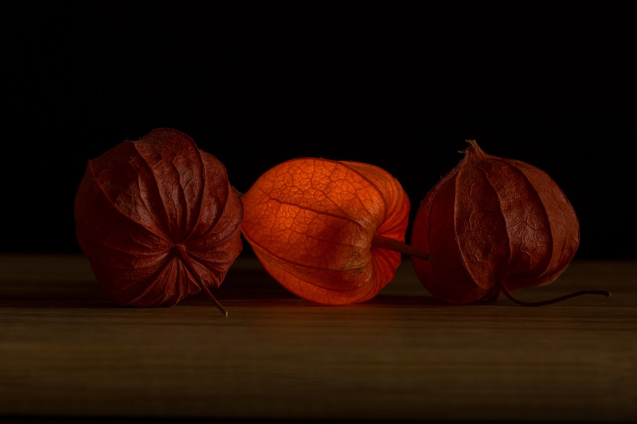 lampionblume physalis orange free photo