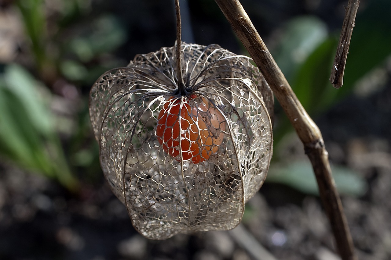 lampionblume  blossom  bloom free photo