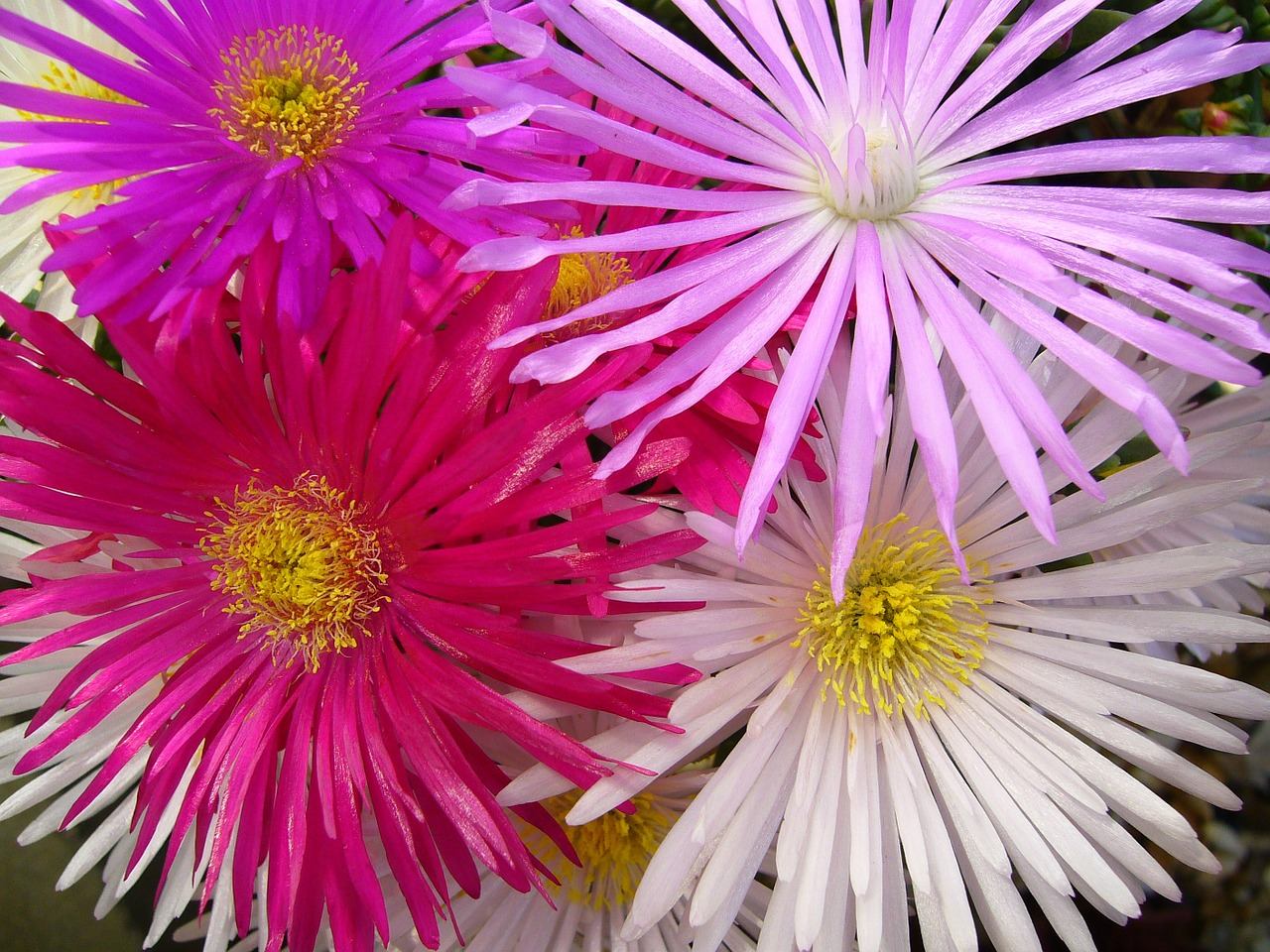 lampranthis delicate flowers aizoaceae free photo