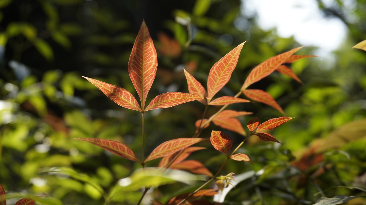 lan tianzhu leaf red leaves free photo