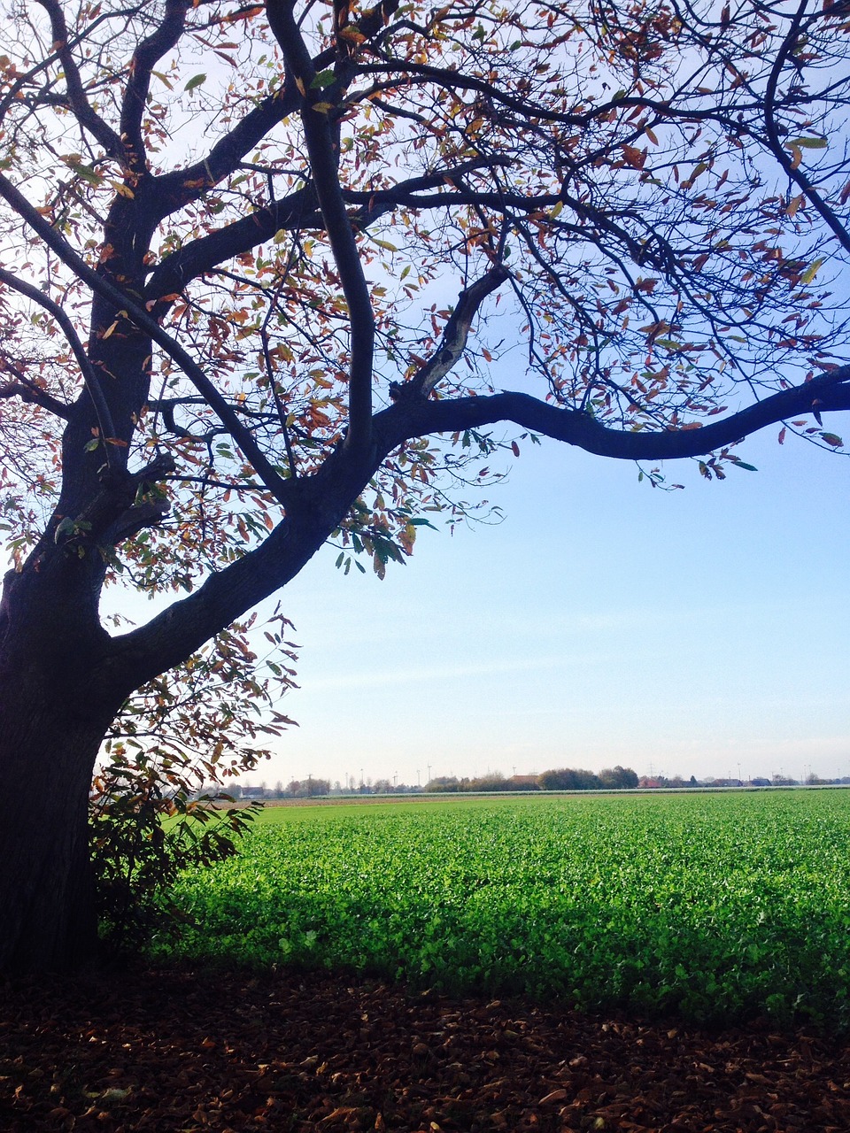 land green meadow free photo