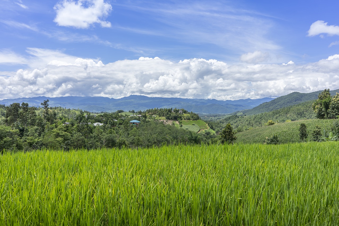 land farm forest free photo