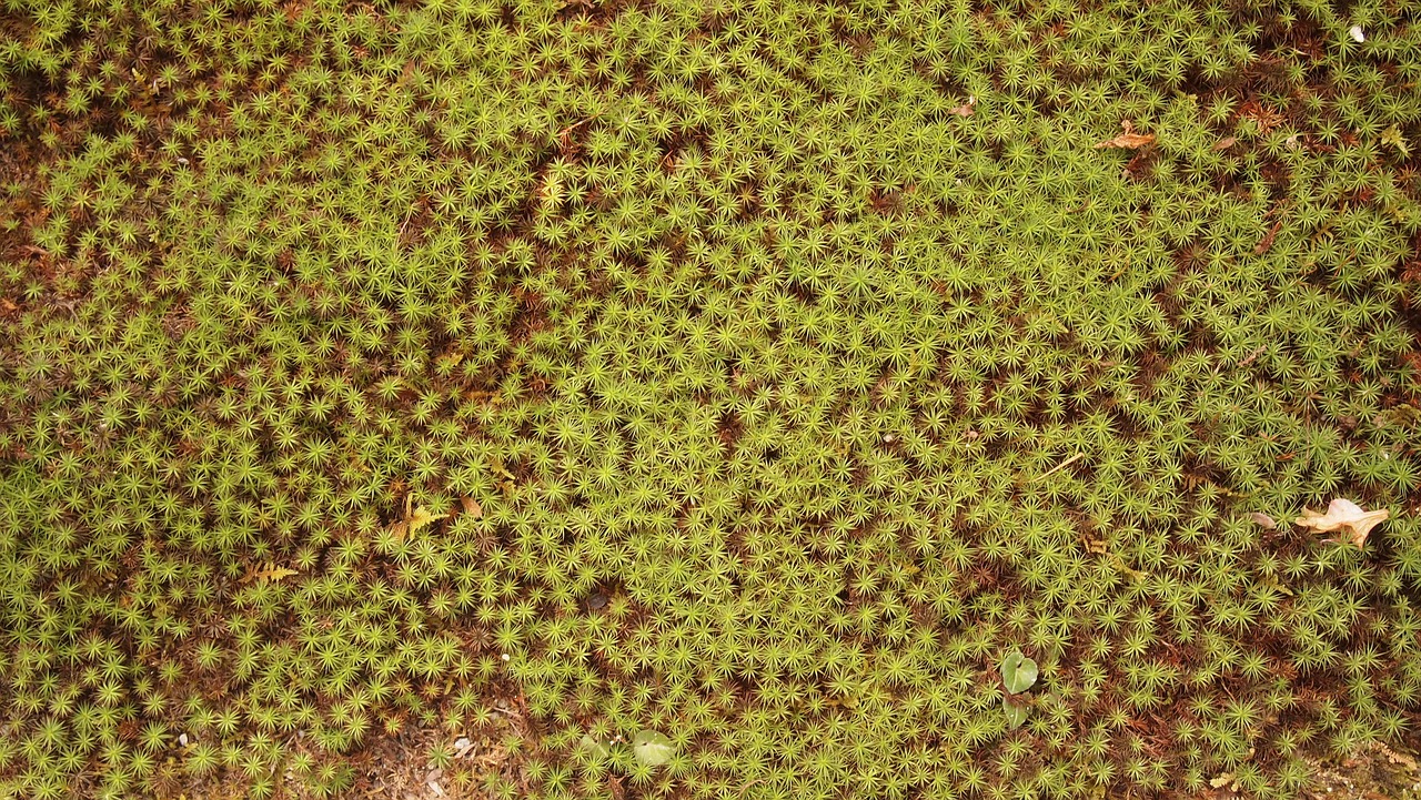 land pool moss free photo