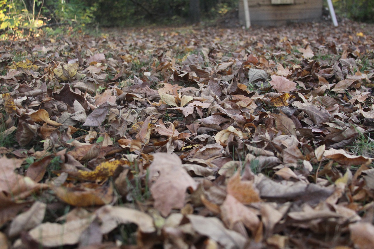 land leaves fall free photo