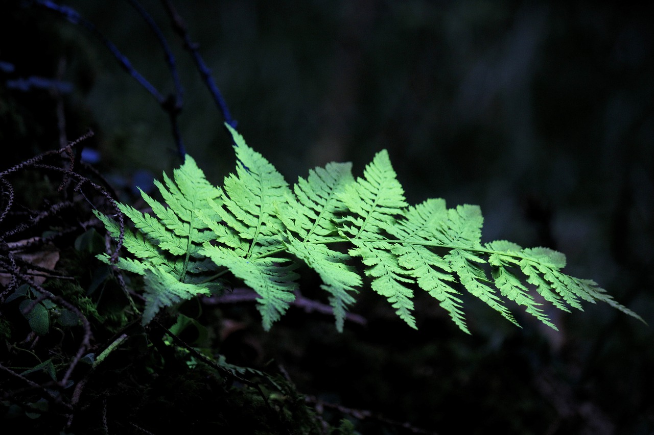 land-art  forest art  leaf free photo