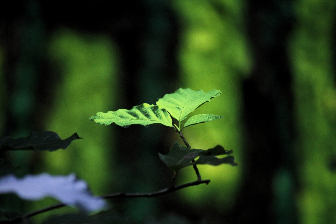 land-art  forest art  leaf free photo