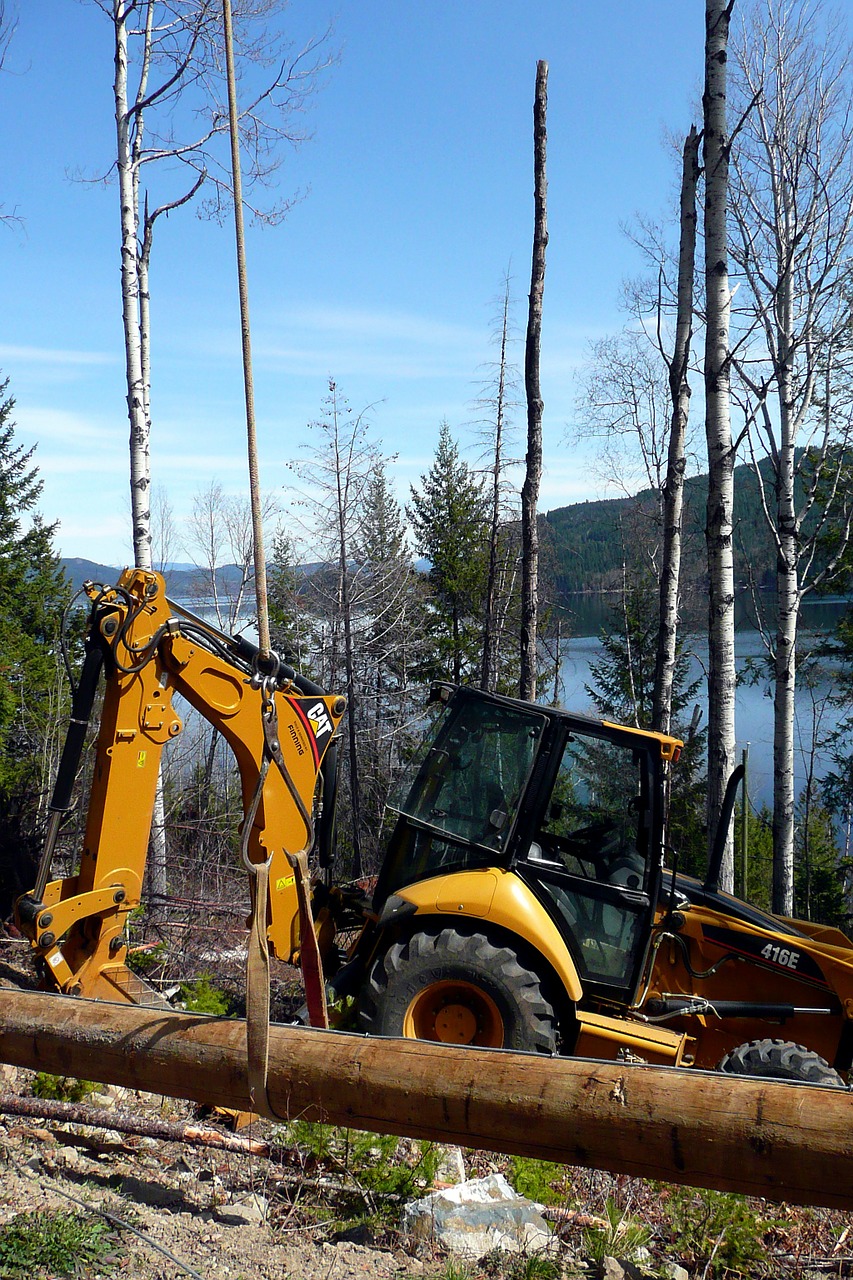 land clearing forestry trees free photo