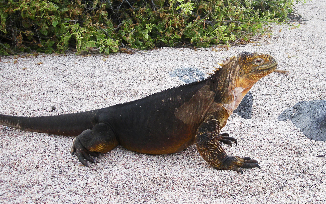 iguana galapagos island free photo