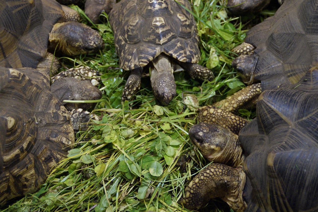 land turtles turtles eat free photo