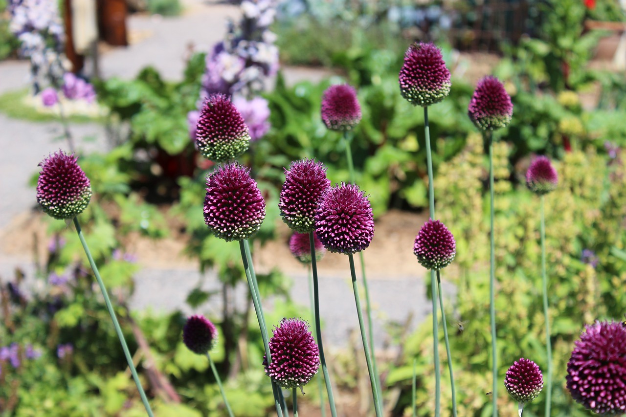 landesgartenschau landau flowers purple free photo