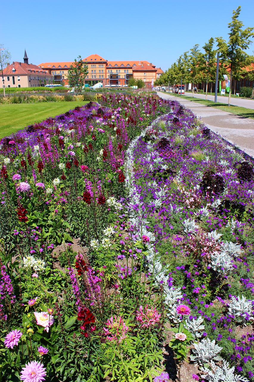 landesgartenschau landau plant flowers free photo