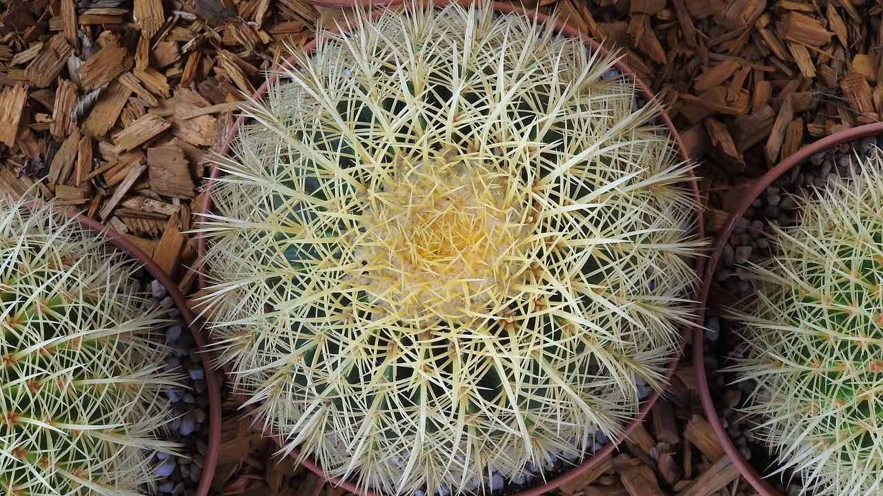 cactus landesgartenschau landau spur free photo