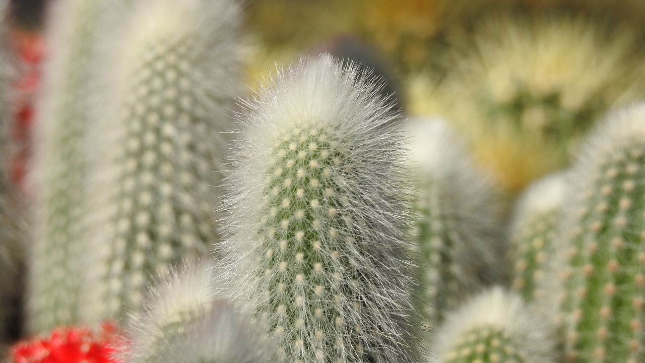 cactus landesgartenschau landau hairs free photo