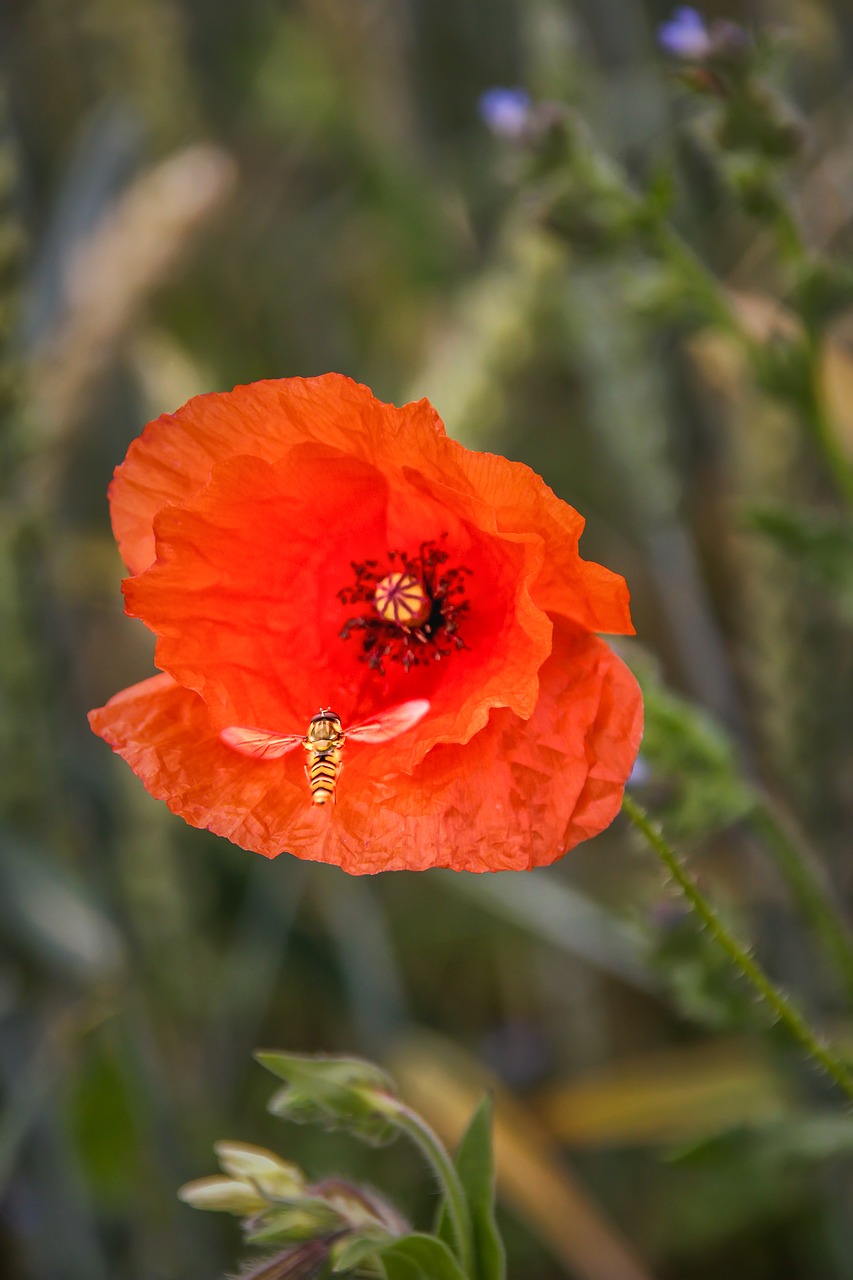 landing  hoverfly  poppy free photo