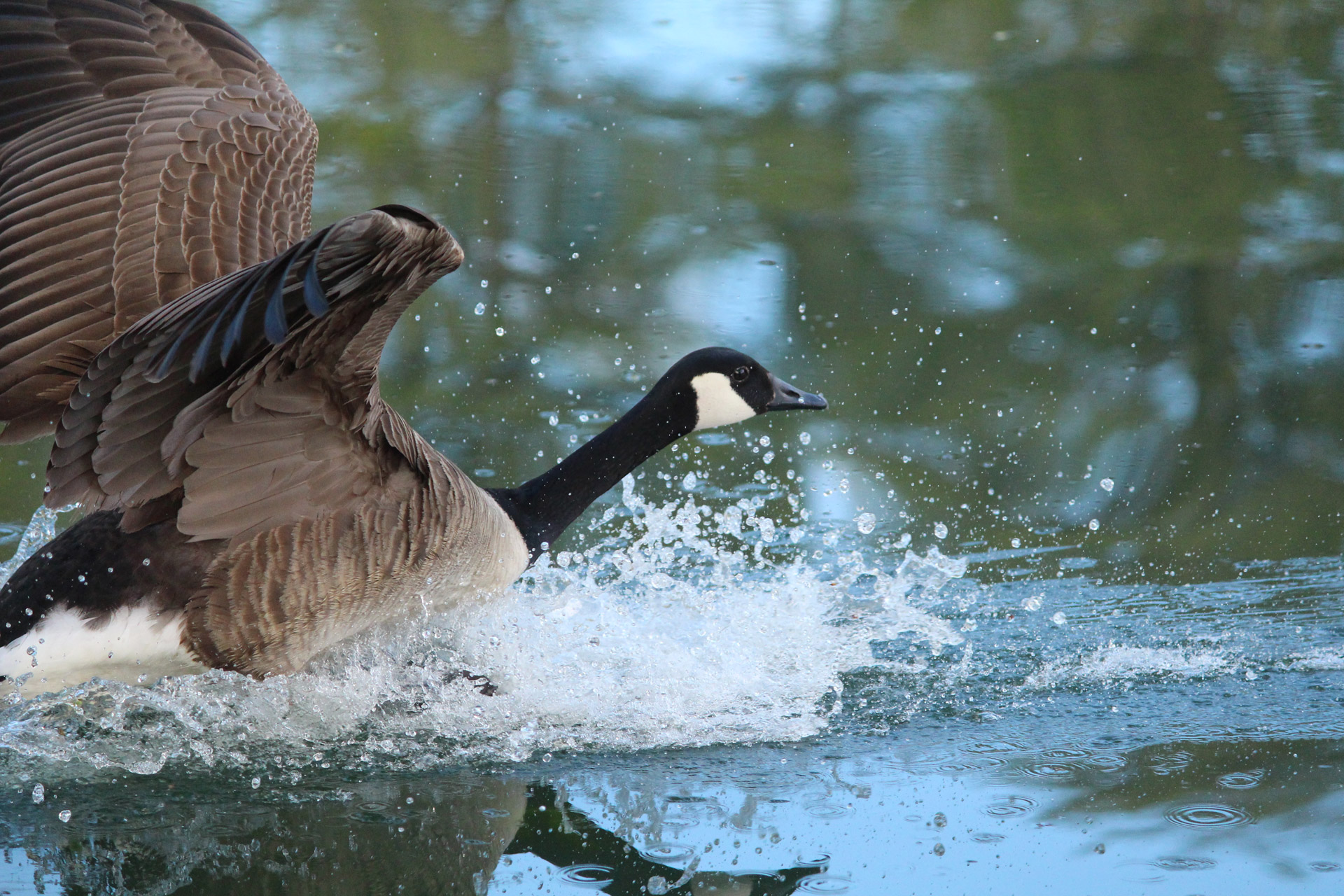 goose geese nature free photo