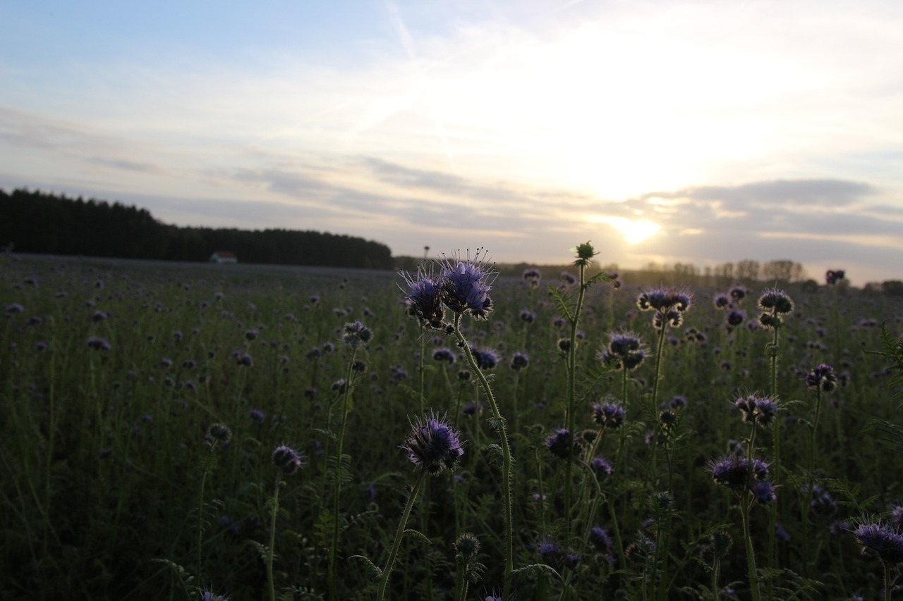 landscape autumn bees free photo