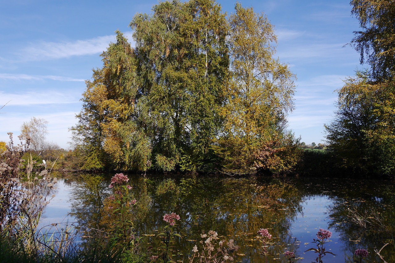 landscape water pond free photo