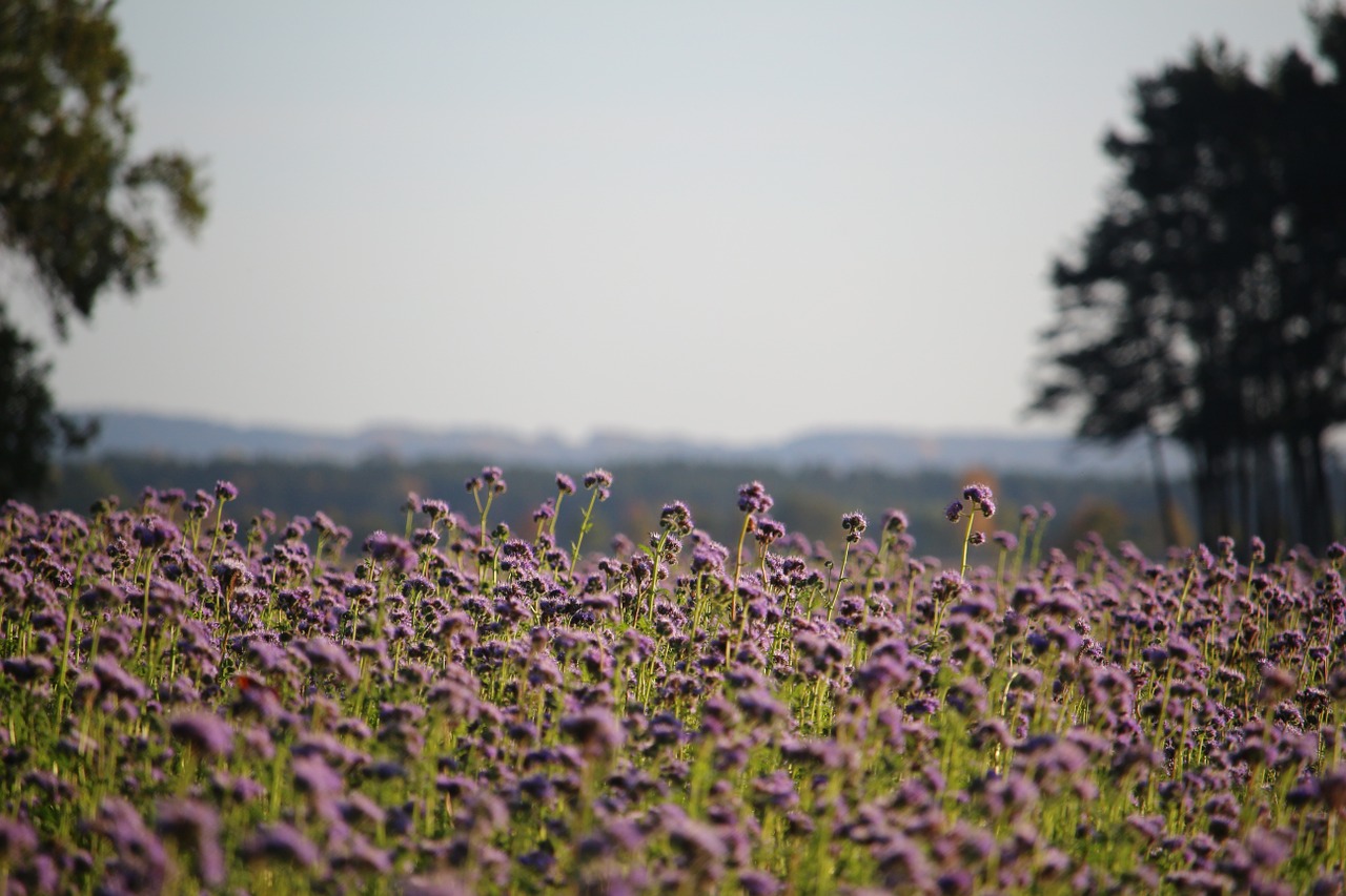 landscape bees phacelia free photo