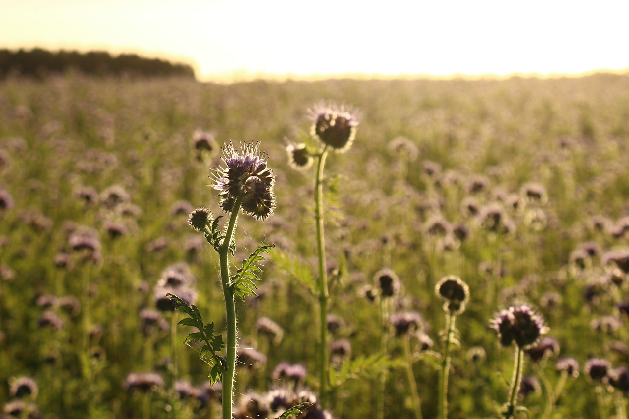 landscape bees phacelia free photo