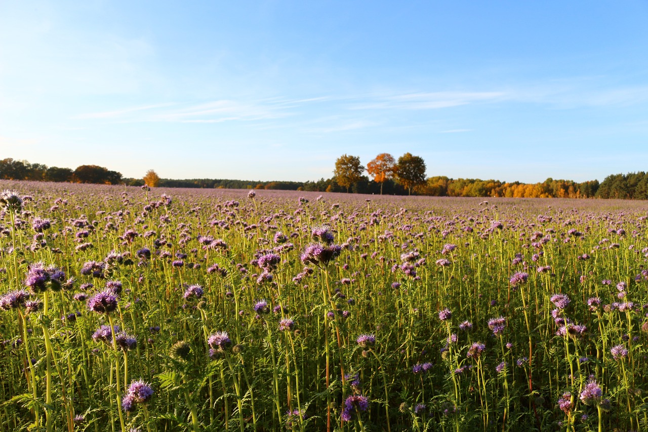 landscape autumn bees free photo