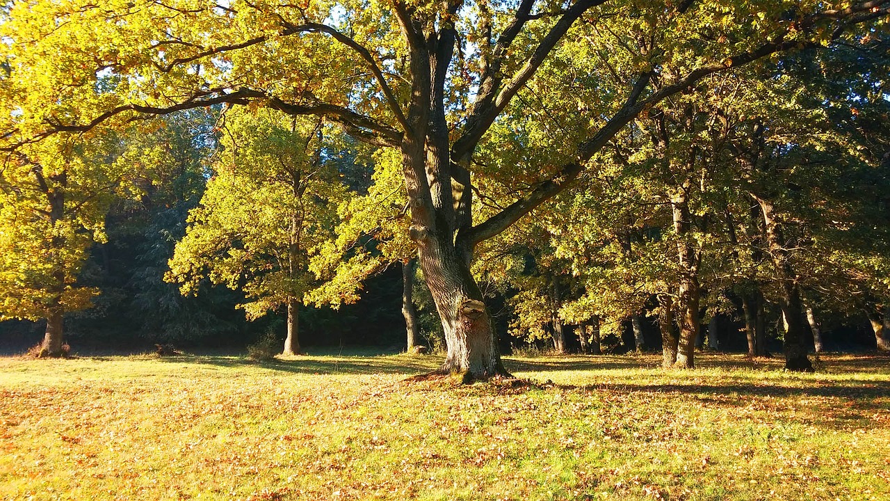 landscape tree autumn free photo