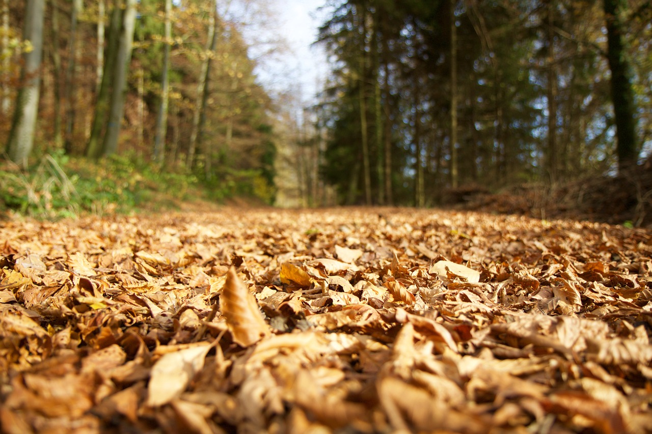 landscape forest forest path free photo