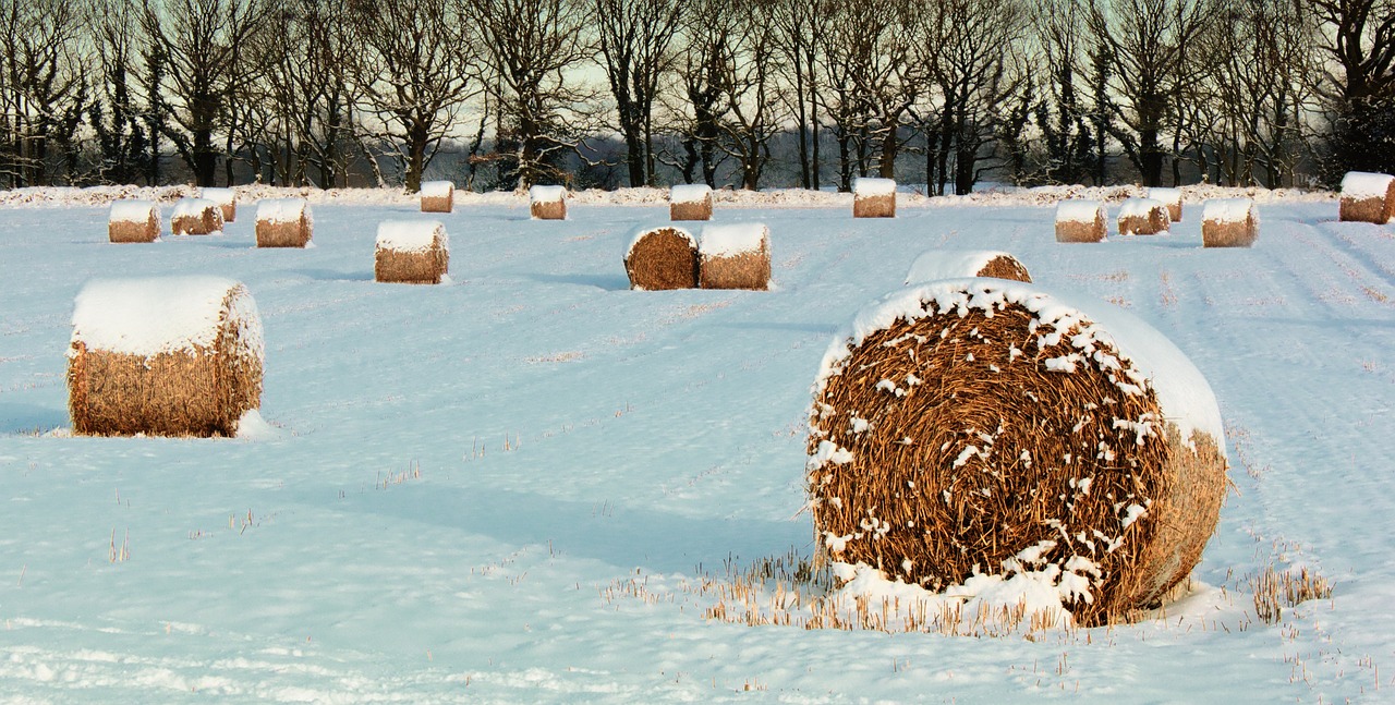 landscape winter hay free photo