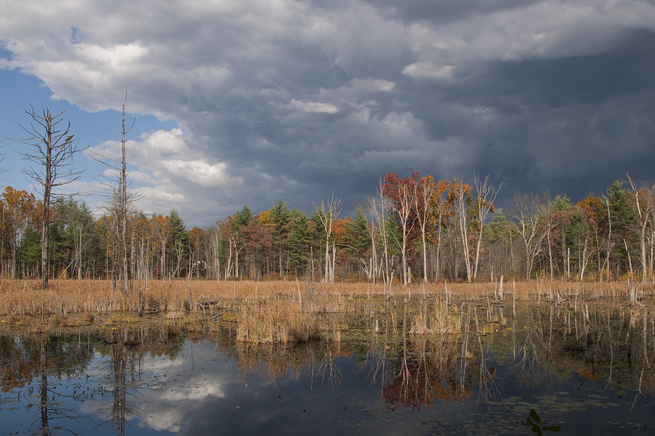 landscape wetland storm free photo