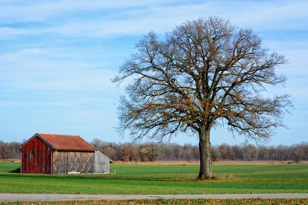 landscape chiemgau tree free photo