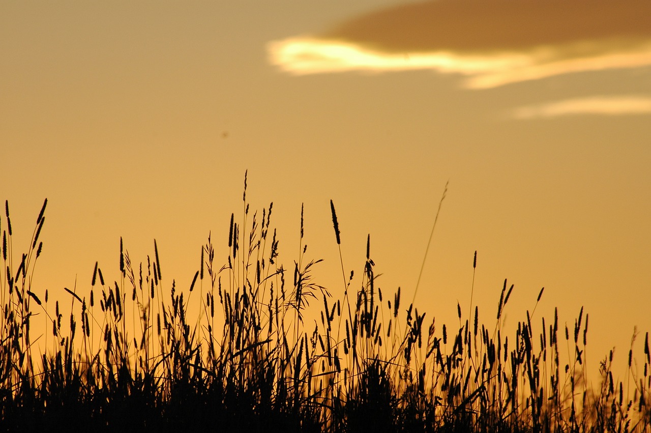 landscape grasses sunset free photo