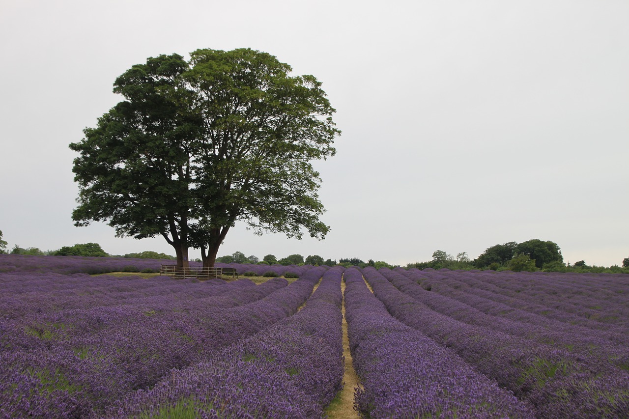 landscape nature lavender free photo