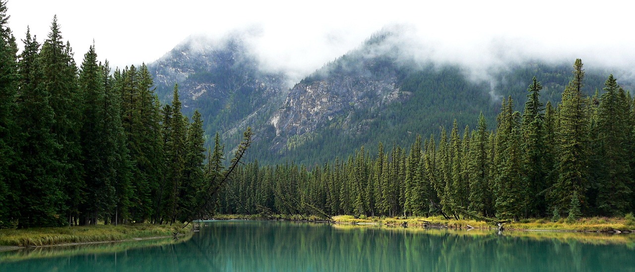 landscape bow river alberta free photo