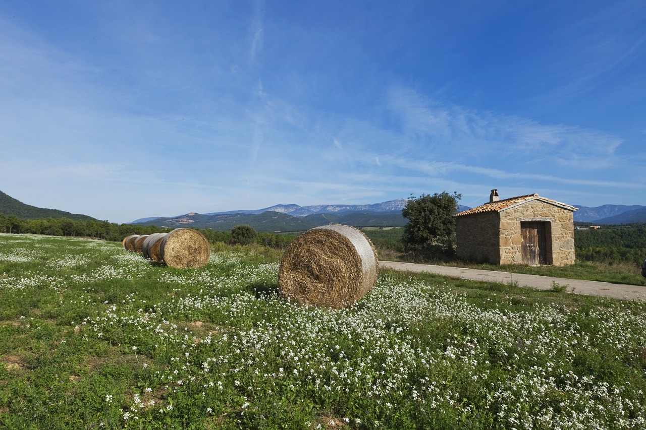 landscape straw nature free photo