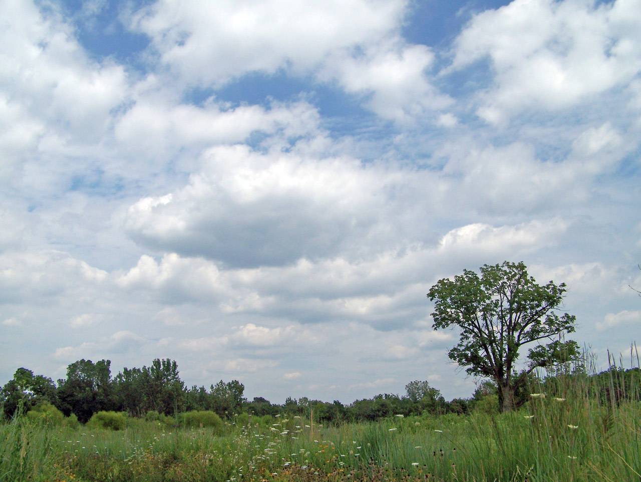 tree sky clouds free photo