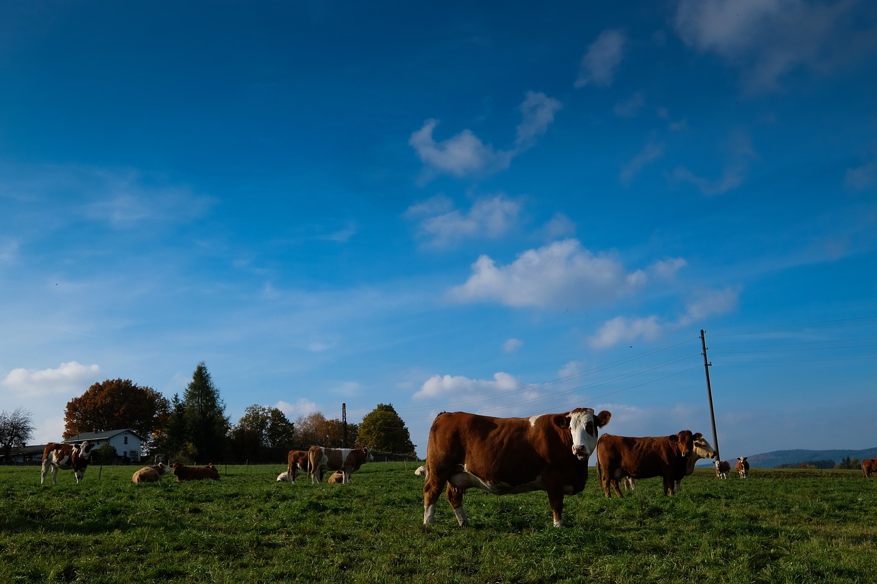landscape meadow cows free photo