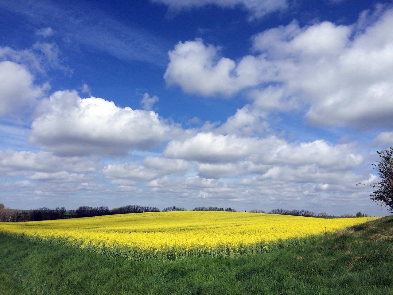 landscape field of rapeseeds panorama free photo